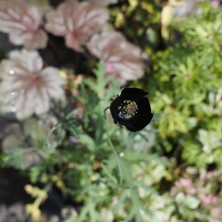DSC_13 96.JPG
